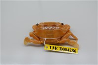 藏品(底棲短槳蟹)的圖片